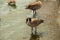 Geese on the spillway