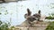 Geese stand on a wooden bridge on the lake.