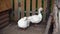 Geese stands by wooden fence