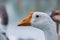 The geese are staring happily along the canal