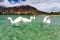 Geese on the surface of lake Kournas at island Crete, Greece.