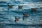 Geese swim on blue water. Wildlife - Canada goose. A different number is good for counting, mathematics