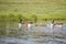 Geese Swim With Goslings