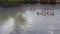 Geese swim in river nearby malay kampung.