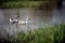 Geese swim in a rustic pond in the summer