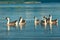 Geese swimming on lake