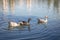 Geese swimming in a lake at Barigui Park - Curitiba, Parana, Brazil