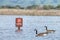 Geese swimming past sign in parking lot, flooded