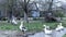 Geese swimming in water on a village street