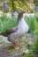 Geese with their babies in a park