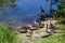 Geese with their Goslings on a riverbank