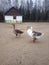 Geese in village yard