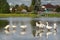 Geese walk in a shallow rural pond on a sunny summer day.