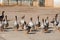 Geese walk on the territory of a livestock farm