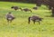 Geese walking and eating in green grass
