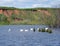 Geese, water, lake, nature, bird, landscape, swans, river, birds, white, wildlife, animal, blue, pond, sea, sky, animals, swimming