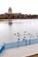 Geese on water with Saskatchewan Legislature building