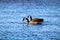 Geese waterfowl bird lake flock