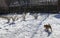 Geese in the yard of a rural house