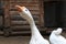 Geese in the yard - white poultry on the farm