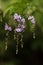 Geisha Girl, Duranta erecta, purple flower