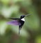 Gekraagde Incakolibrie, Collared Inca, Coeligena torquata