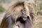 Gelada baboon