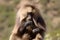 Gelada baboon