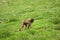 Gelada Baboon