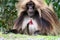 Gelada  `baboon` or bleeding heart monkey