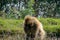 Gelada  `baboon` or bleeding heart monkey