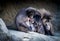 Gelada baboon family 1