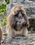 Gelada baboon male 4