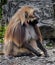 Gelada baboon male 5