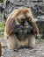 Gelada baboon male 7