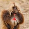 Gelada baboon male  - Simien Mountains - Ethiopia