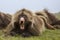 Gelada baboon in Simien mountains