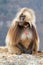 Gelada Baboon in Simien Mountains in Ethiopia