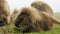 Gelada baboon in Simien mountains, Ethiopia