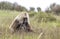 Gelada baboon in Simien mountains, Ethiopia