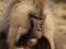 Gelada baboon - Theropithecus gelada