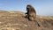 Gelada Baboon - Theropithecus gelada