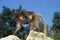 GELADA BABOON theropithecus gelada, FEMALE SCRATCHING