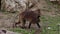 The Gelada baboon walks inside the wildlife park