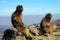 Gelada Baboons