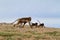 Gelada baboons in the Simien Mountains of Ethiopia