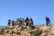 Gelada baboons in the Simien Mountains of Ethiopia