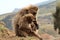 Gelada baboons in the Simien Mountains of Ethiopia