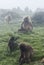 Gelada baboons, simien national park, Ethiopia