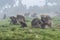 Gelada baboons, simien national park, Ethiopia